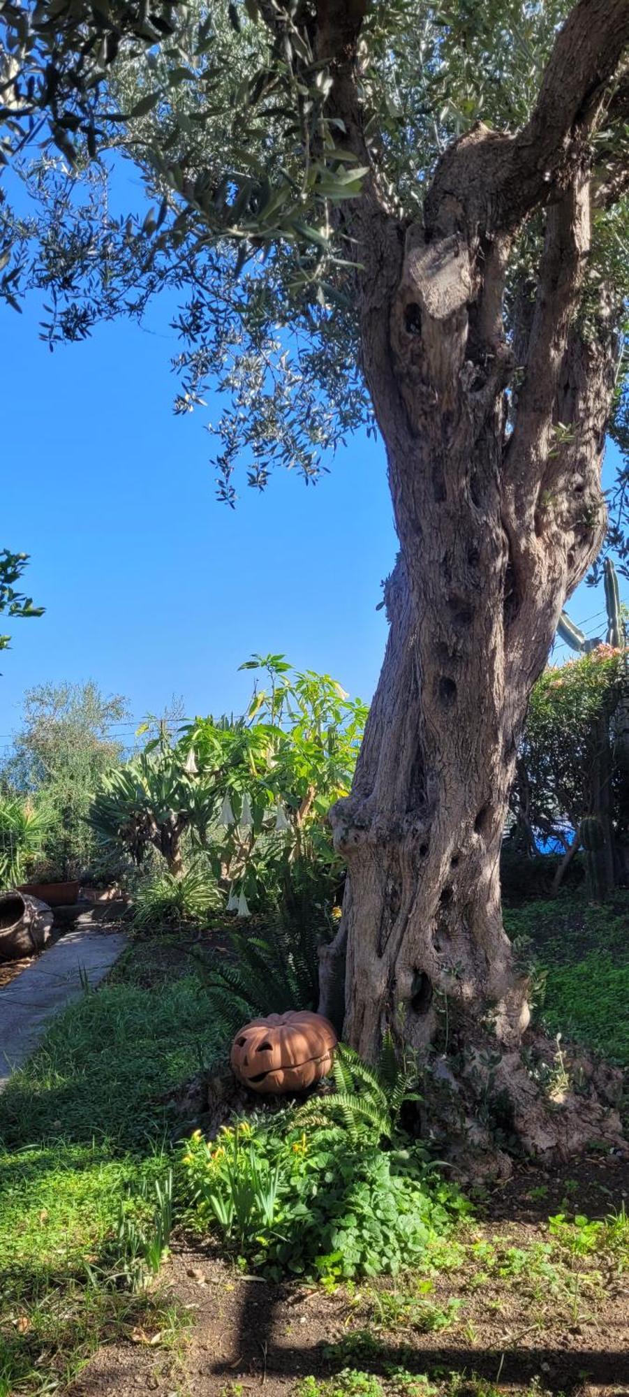 Bed and Breakfast Timpabella House Acireale Esterno foto